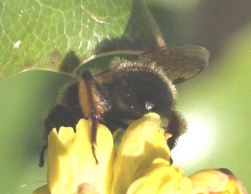 Réf. 204 031 : Andrena bicolor